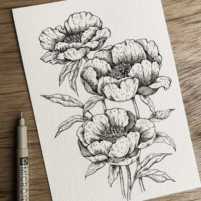 线描花卉