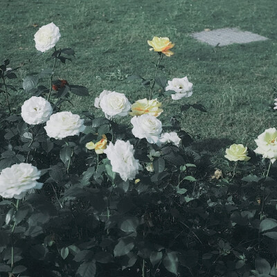 cr许念安
张元英