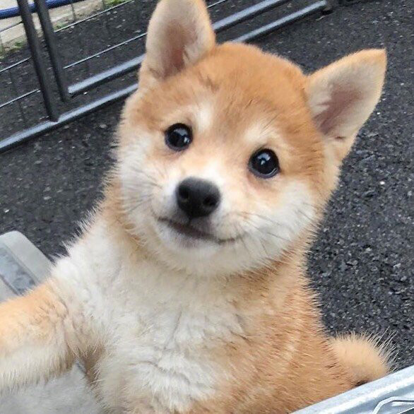 调皮小柴，在线卖萌