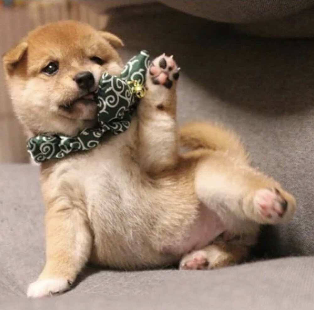 调皮小柴，在线卖萌