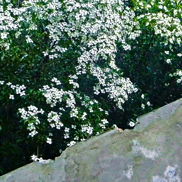 “花开了，风来了，你走了”