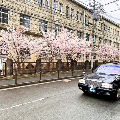 “东京的街道，人来人往，樱花纷纷扬扬”