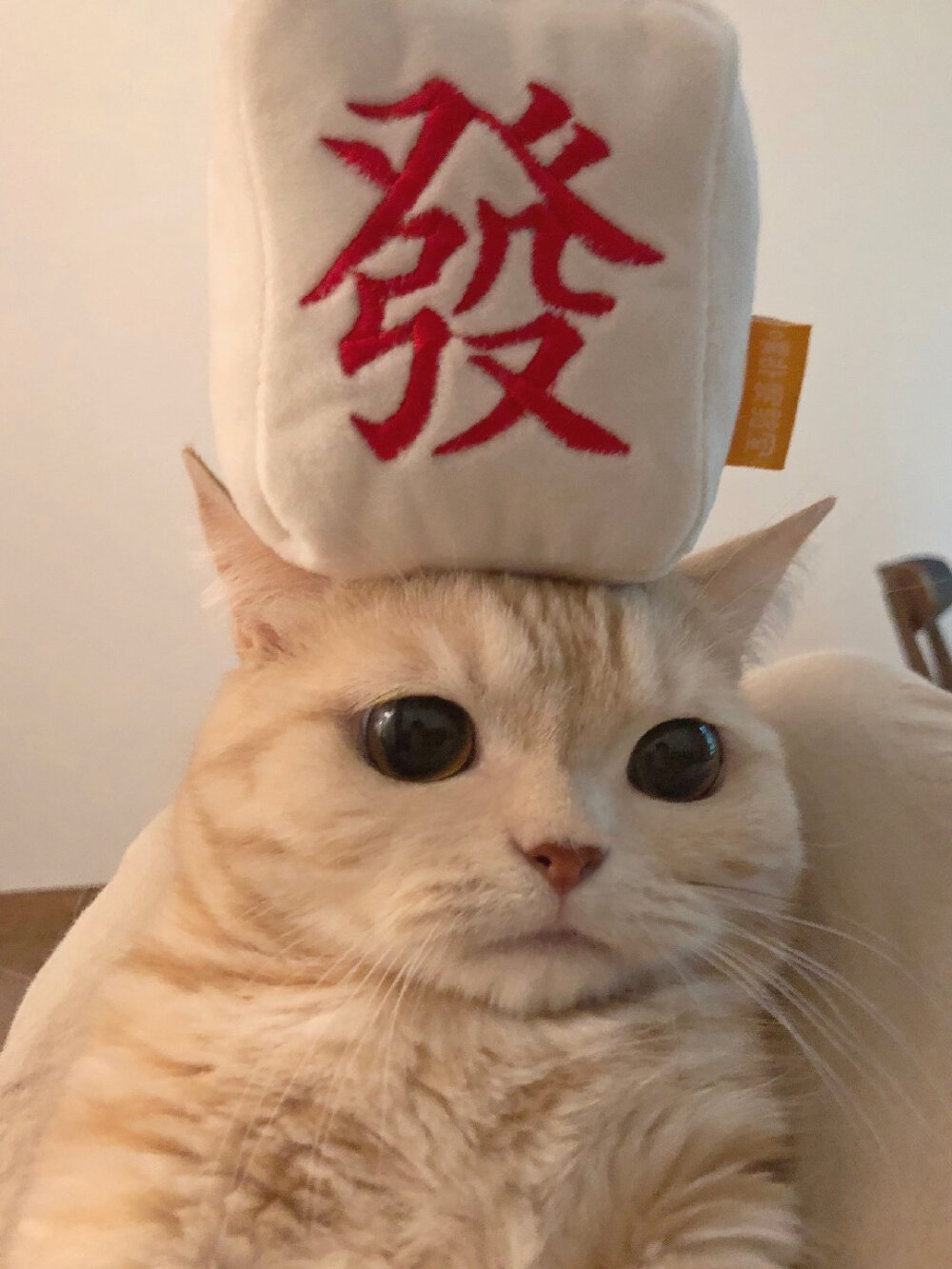 猫咪