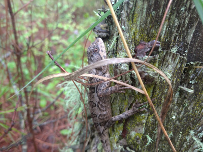 是很可爱的碳基生物呀。