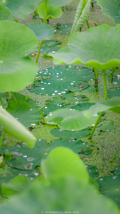 夏日壁纸／绿色壁纸