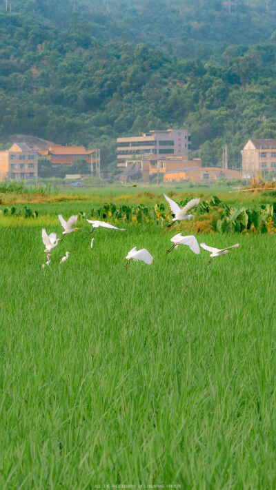 夏日壁纸／绿色壁纸