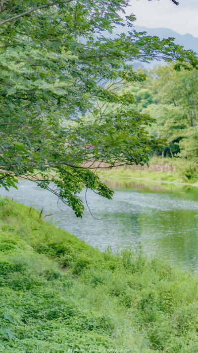 夏日壁纸／绿色壁纸