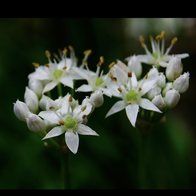 韭菜花