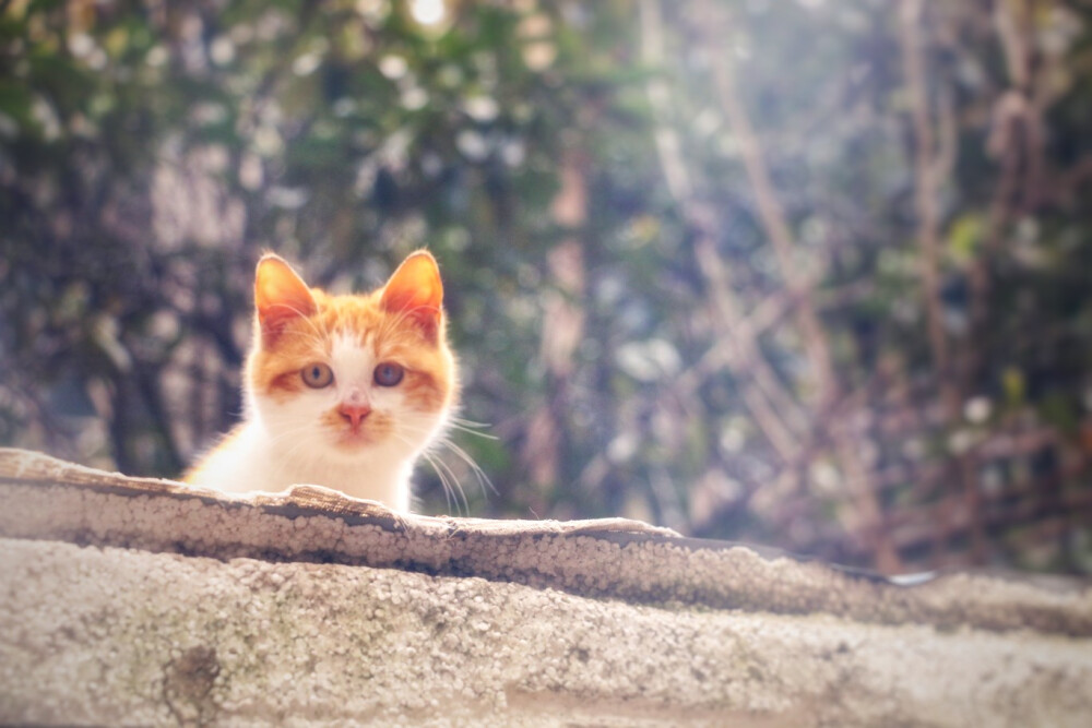 学校的猫猫