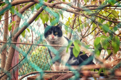 学校的猫猫