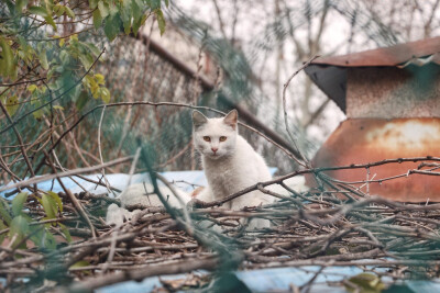 学校的猫猫