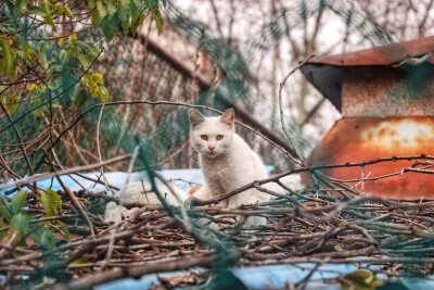 学校的猫猫