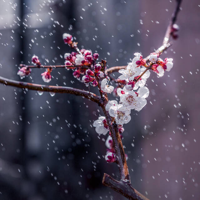 小楼一夜听春雨，深巷明朝卖杏花。
-陆游《临安春雨初霁》
图源网络，侵权删