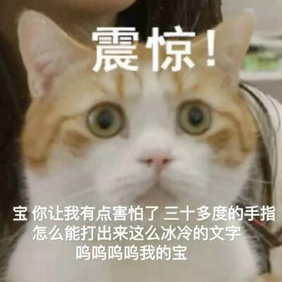 喵星人 表情包 可爱 搞笑