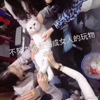 喵星人 表情包 可爱 搞笑