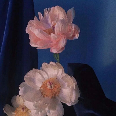 鲜花背景