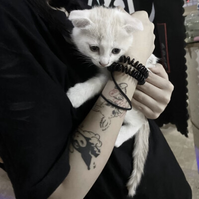 不满是向上的车轮