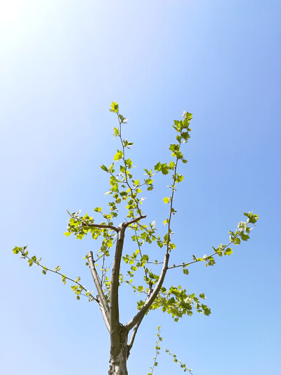 梧桐、银杏树