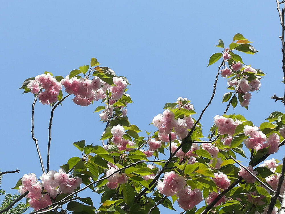 梧桐、银杏树