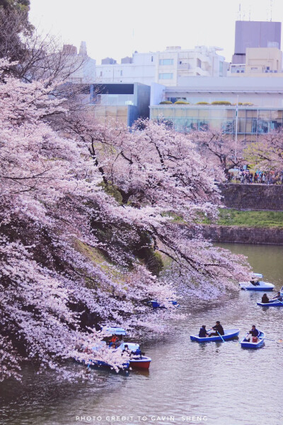 樱花