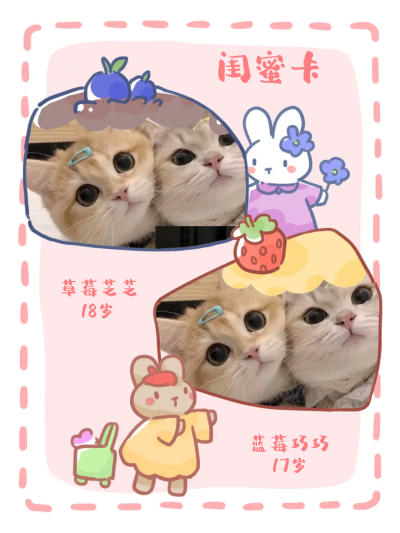 可爱的猫宝！爱你！