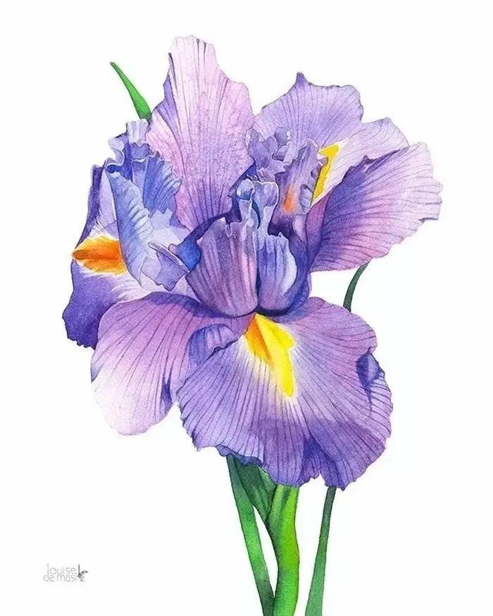 作者：Louise De Masi