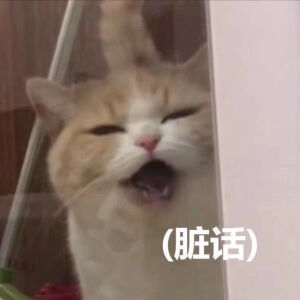 猫猫表情包