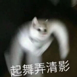 猫猫表情包