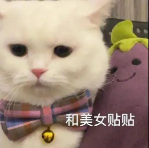 猫猫表情包