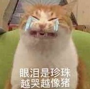 猫咪表情包