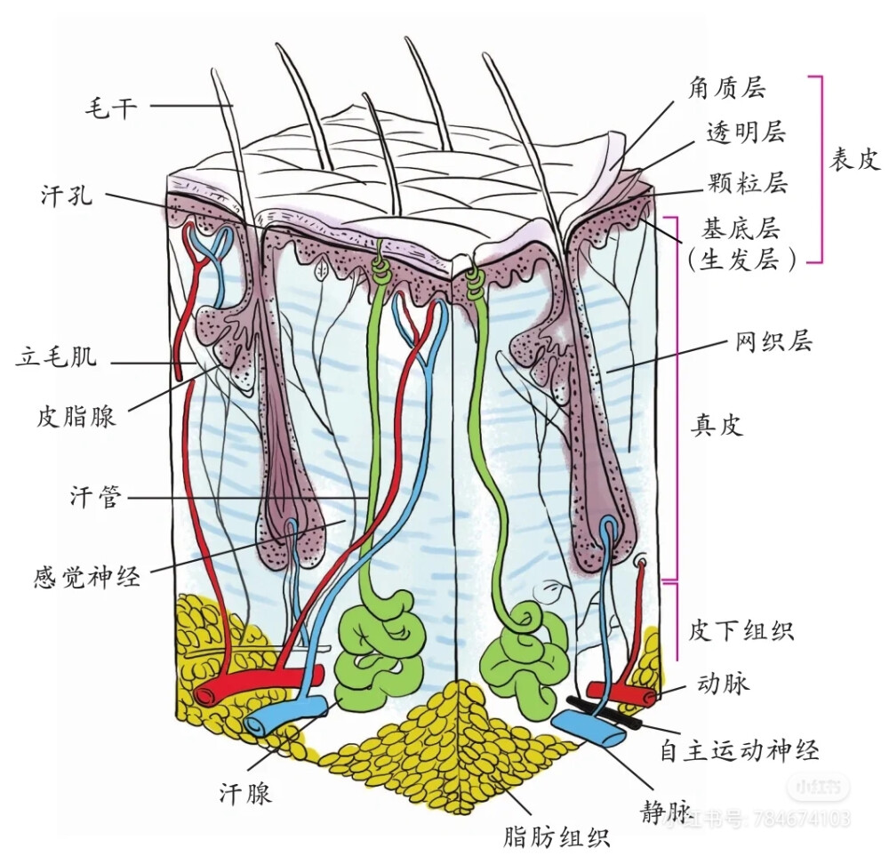 皮肤