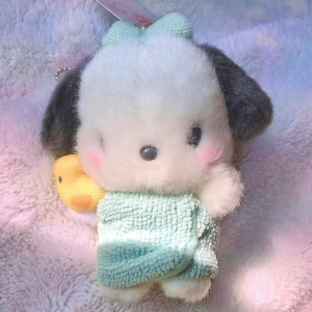 帕恰狗