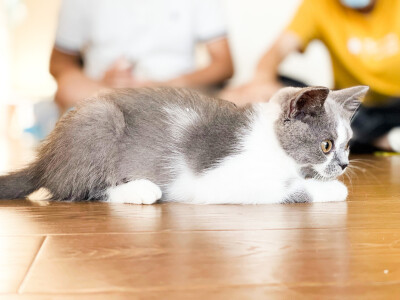 Yoomi猫舍的猫猫！