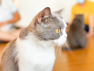 Yoomi猫舍的猫猫！