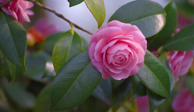 山茶花 学名：Camellia japonica L.
花语：理想的爱 谦让 爱慕