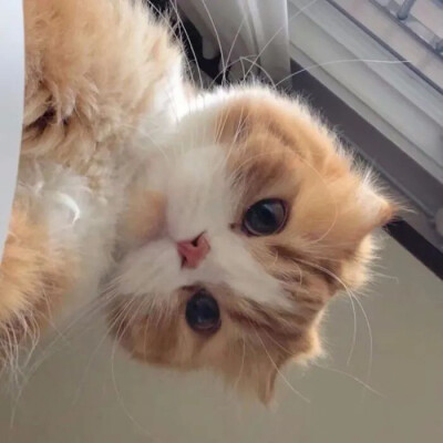 猫咪