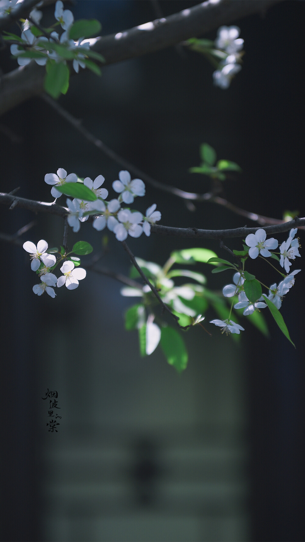 摄影师：烟波里棠