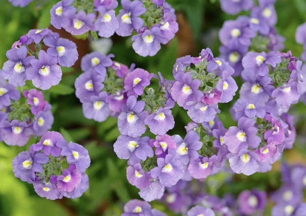 龙面花