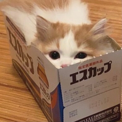 ·头像Ⅹ猫