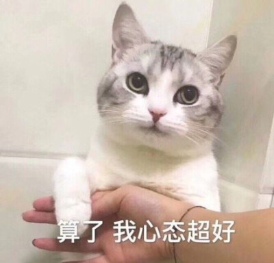 猫咪表情包
#侵权删