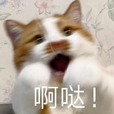 猫狗表情