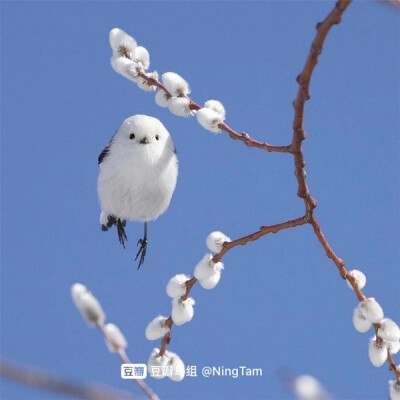 长尾山雀