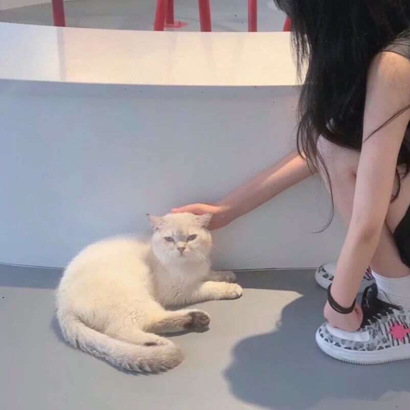 撸猫/抱宠情头
诗梦瑶