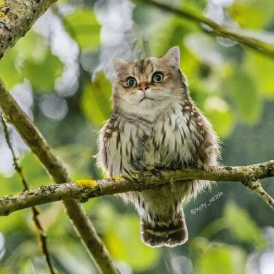 没毛病，这的确是猫头鹰