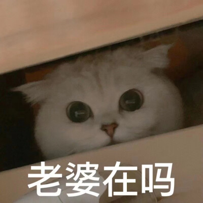 老婆奴猫咪