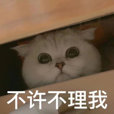 老婆奴猫咪