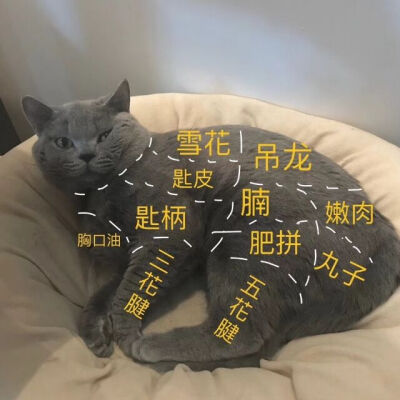 各种猫