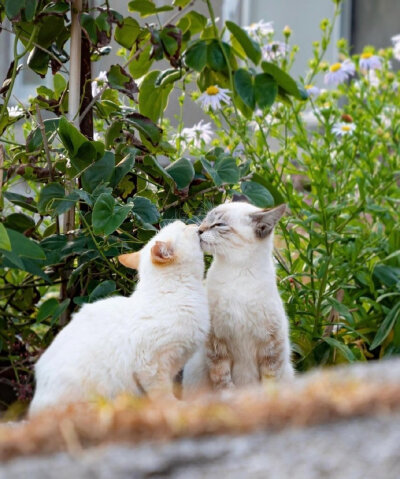 猫咪高质量接吻