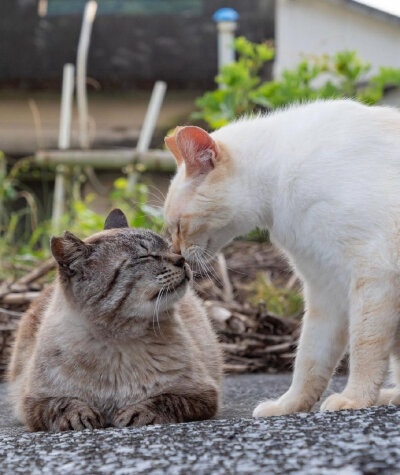 猫咪高质量接吻