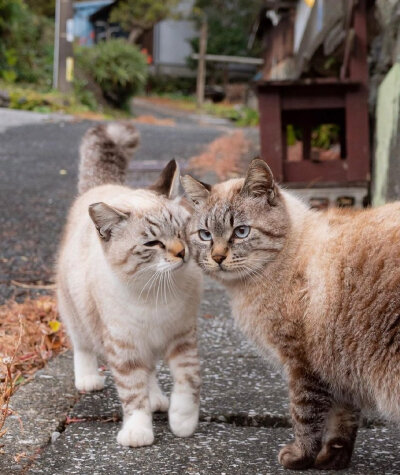 猫咪高质量接吻